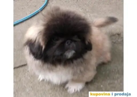 Prelepi Pekinezeri - 5/14