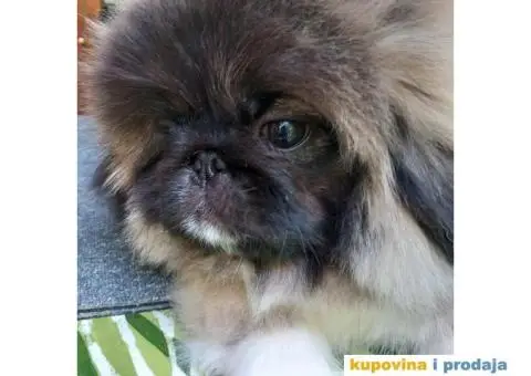 Prelepi Pekinezeri - 6/14