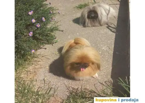 Prelepi Pekinezeri - 8/14