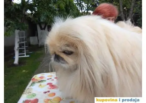 Prelepi Pekinezeri - 10/14