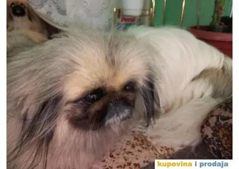 Prelepi Pekinezeri - 12/14