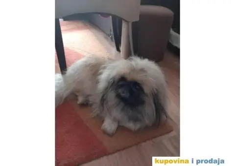 Prelepi Pekinezeri - 13/14