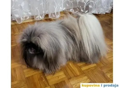 Prelepi Pekinezeri - 14/14