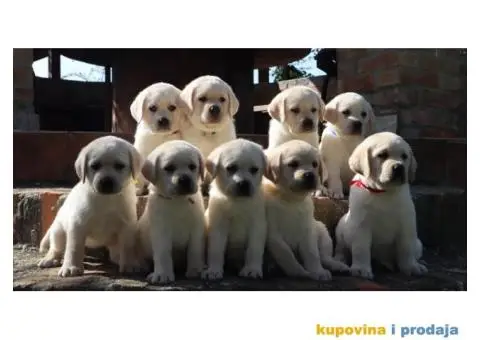 LABRADOR RETRIVER štenci - 1/10