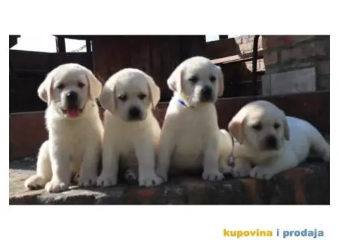 LABRADOR RETRIVER štenci - 2/10