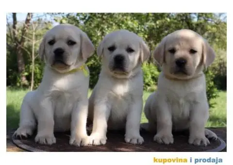 LABRADOR RETRIVER štenci - 3/10
