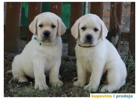 LABRADOR RETRIVER štenci - 4/10