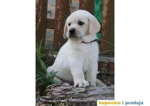 LABRADOR RETRIVER štenci - 6/10