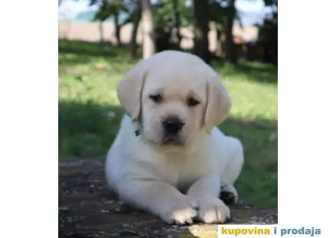 LABRADOR RETRIVER štenci - 7/10