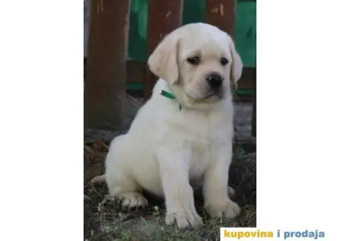LABRADOR RETRIVER štenci - 8/10