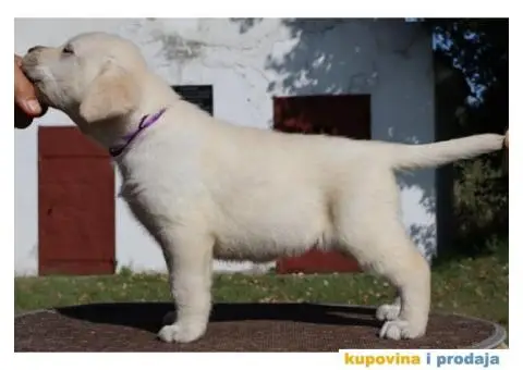 LABRADOR RETRIVER štenci - 9/10