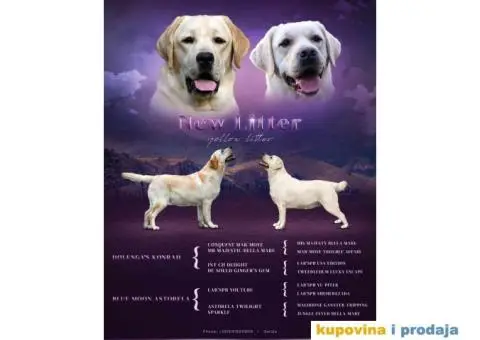 LABRADOR RETRIVER štenci - 10/10