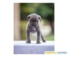 Na prodaju stenci Cane Corsa