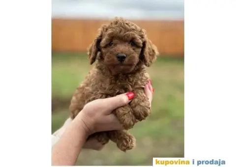 Crvene patuljaste PUDLE – rezervacija - 1/8