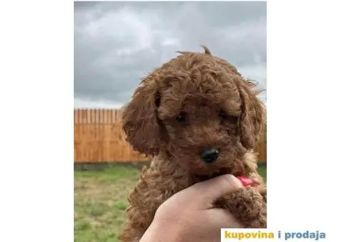 Crvene patuljaste PUDLE – rezervacija - 2/8