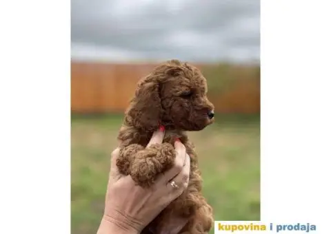 Crvene patuljaste PUDLE – rezervacija - 3/8