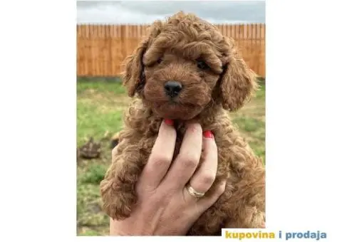 Crvene patuljaste PUDLE – rezervacija - 4/8