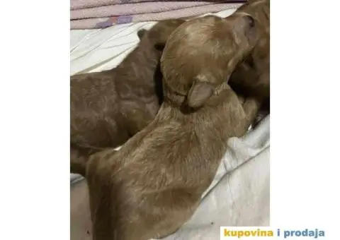 Crvene patuljaste PUDLE – rezervacija - 5/8