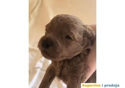 Crvene patuljaste PUDLE – rezervacija - 6/8