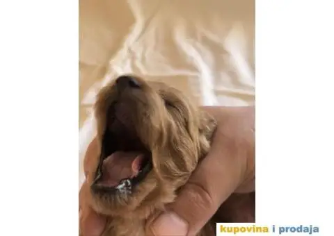 Crvene patuljaste PUDLE – rezervacija - 7/8