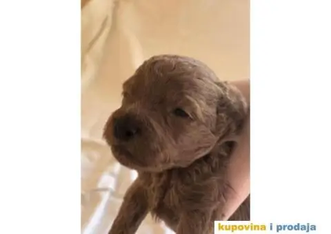 Crvene patuljaste PUDLE – rezervacija - 8/8