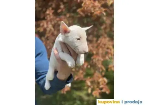 Minijaturni Bull Terijer štenci - 1/14