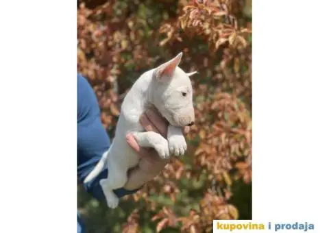Minijaturni Bull Terijer štenci - 2/14