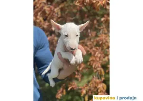 Minijaturni Bull Terijer štenci - 3/14
