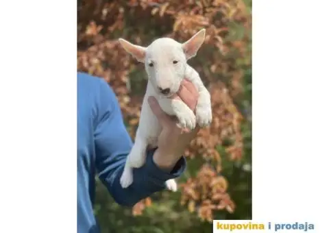 Minijaturni Bull Terijer štenci - 4/14