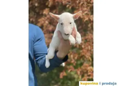 Minijaturni Bull Terijer štenci - 5/14