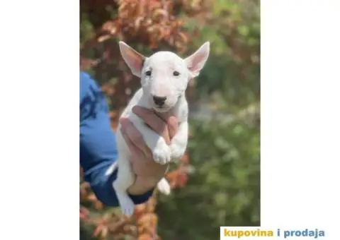 Minijaturni Bull Terijer štenci - 6/14