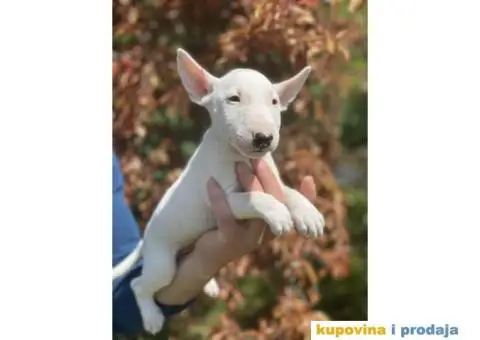 Minijaturni Bull Terijer štenci - 7/14