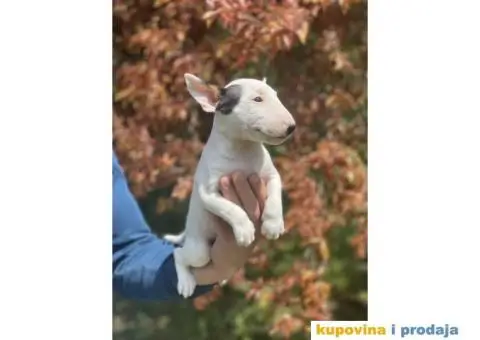 Minijaturni Bull Terijer štenci - 8/14