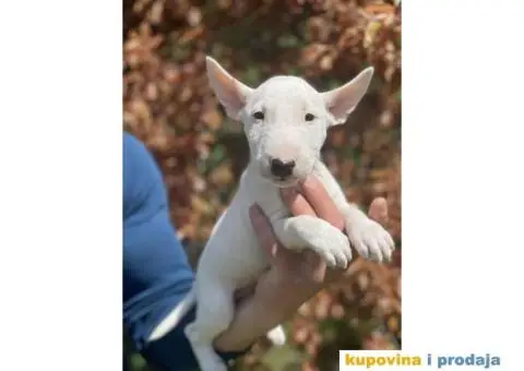 Minijaturni Bull Terijer štenci - 9/14