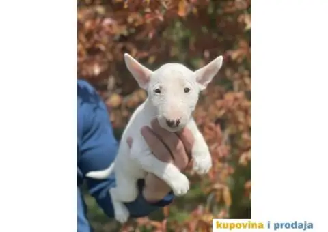 Minijaturni Bull Terijer štenci - 10/14