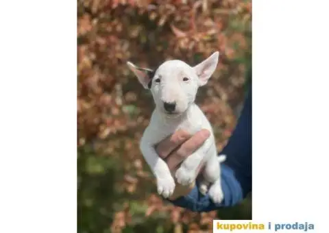 Minijaturni Bull Terijer štenci - 11/14