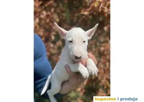 Minijaturni Bull Terijer štenci - 12/14