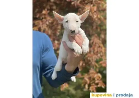 Minijaturni Bull Terijer štenci - 13/14