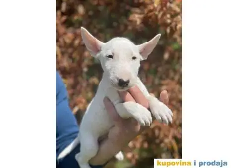 Minijaturni Bull Terijer štenci - 14/14