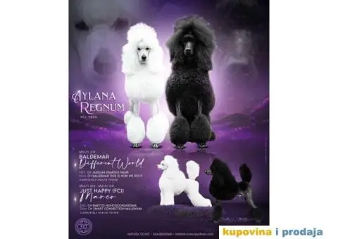 Štenci standard pudle od roditelja šampionskog porekla - 1/9