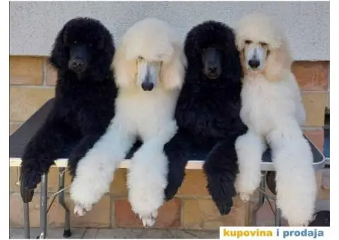 Štenci standard pudle od roditelja šampionskog porekla - 2/9
