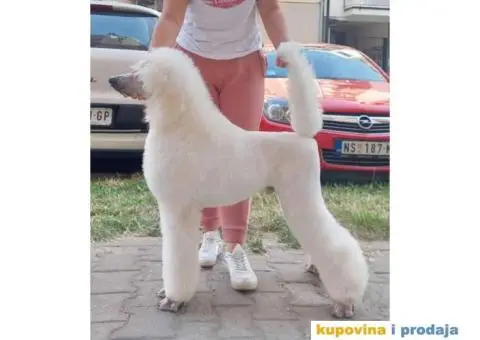 Štenci standard pudle od roditelja šampionskog porekla - 3/9