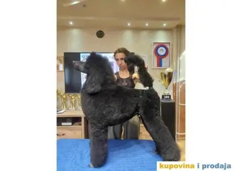 Štenci standard pudle od roditelja šampionskog porekla - 4/9