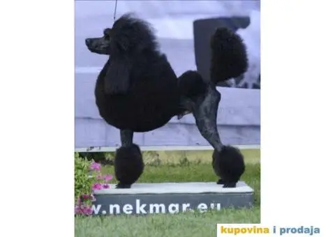 Štenci standard pudle od roditelja šampionskog porekla - 7/9