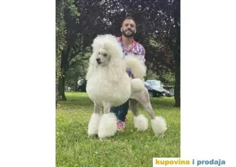 Štenci standard pudle od roditelja šampionskog porekla - 8/9