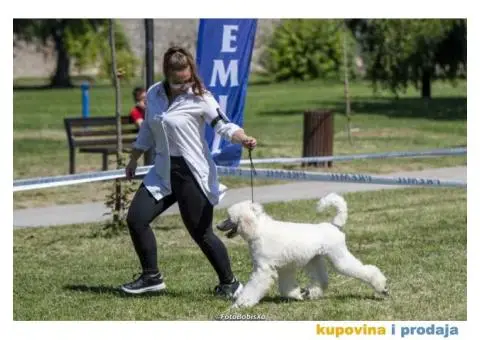 Štenci standard pudle od roditelja šampionskog porekla - 9/9