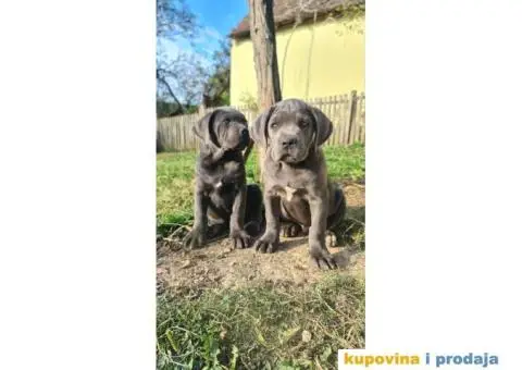 CANE CORSO prelepi štenci - 1/14