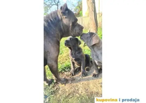 CANE CORSO prelepi štenci - 2/14