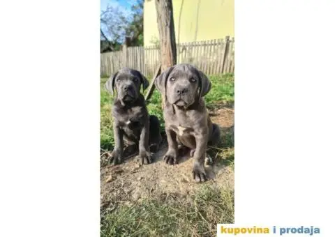 CANE CORSO prelepi štenci - 3/14