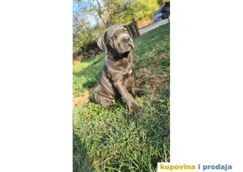 CANE CORSO prelepi štenci - 4/14